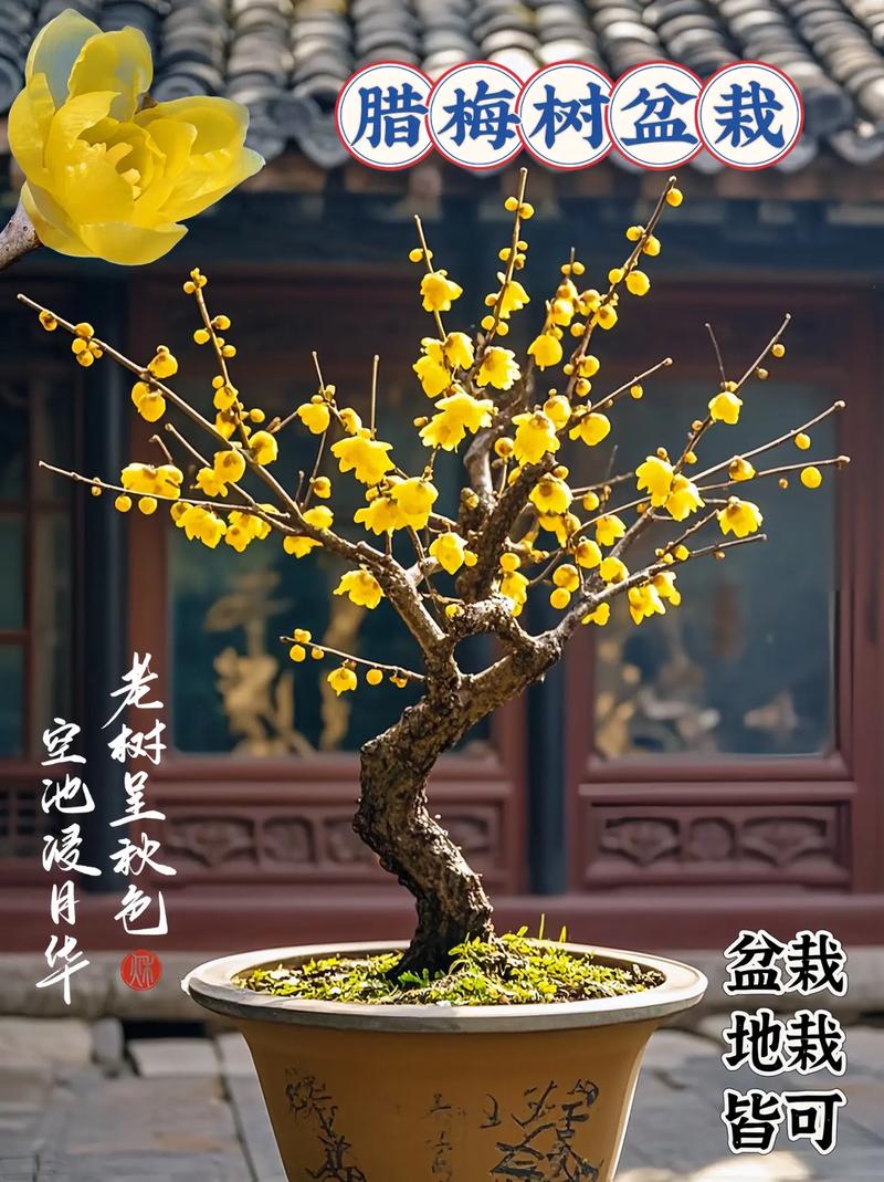 蜡梅盆栽家庭种植怎么养才好？-第1张图片-吾爱花网