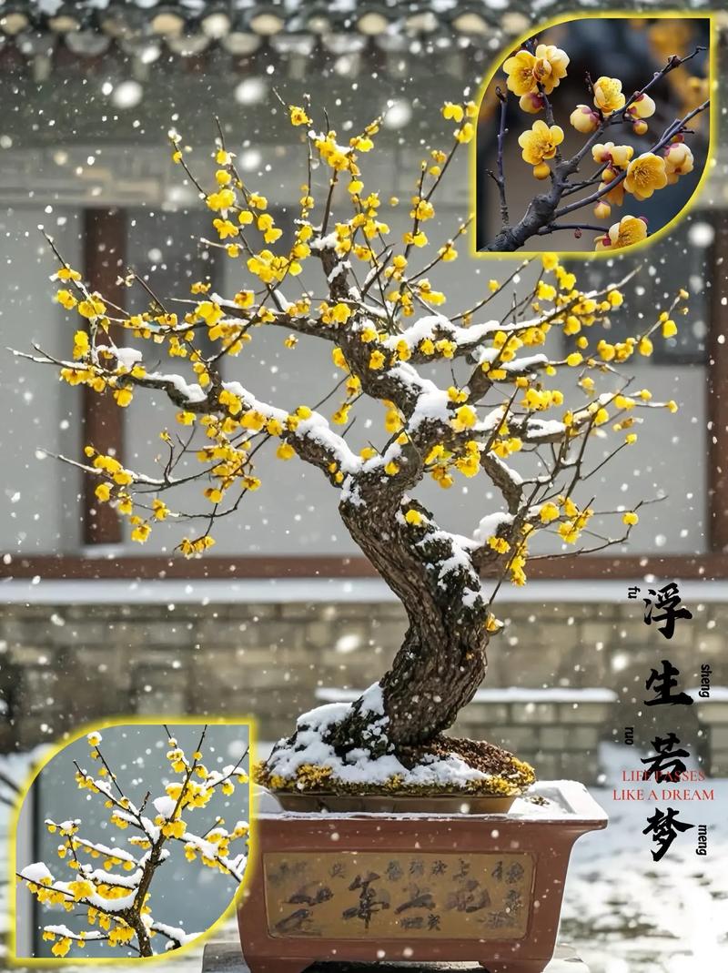 蜡梅盆栽家庭种植怎么养才好？-第3张图片-吾爱花网