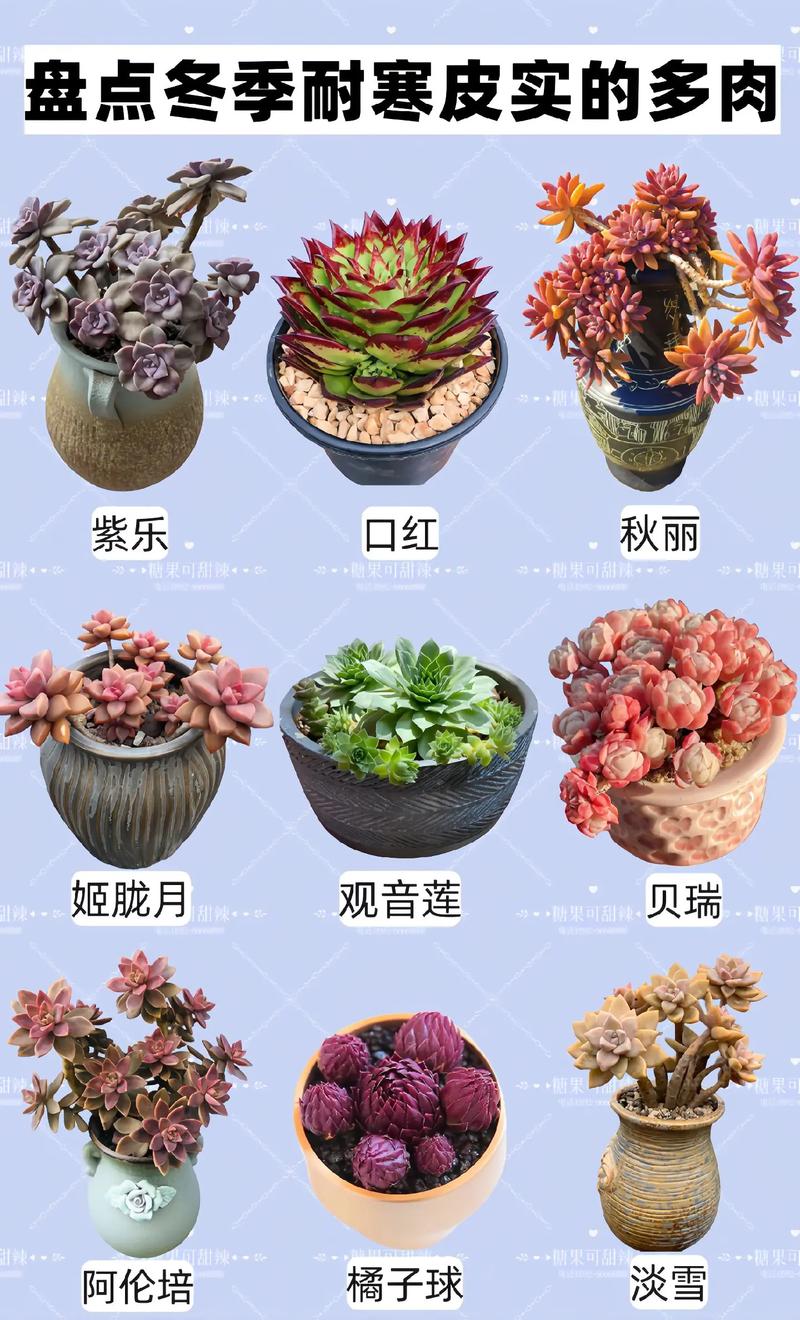 冬天适合养哪些耐寒多肉品种？-第1张图片-吾爱花网