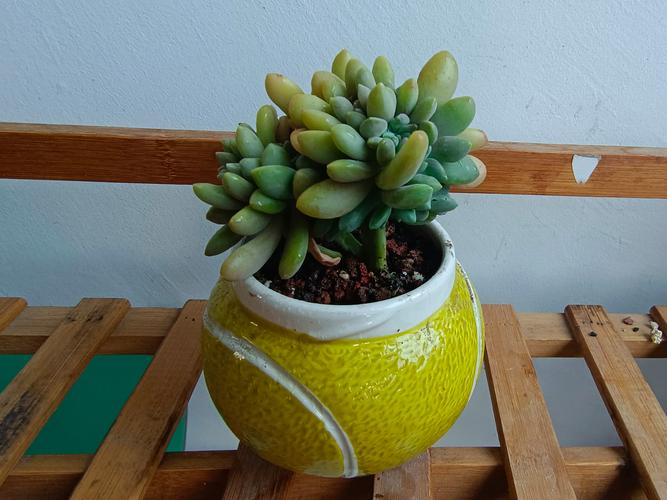 冬天适合养哪些耐寒多肉品种？-第2张图片-吾爱花网