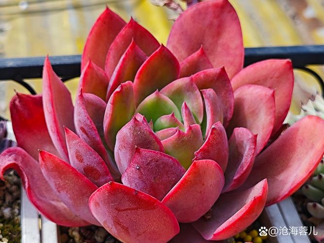 冬天适合养哪些耐寒多肉品种？-第3张图片-吾爱花网