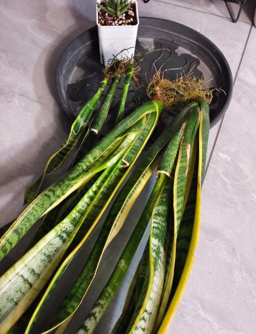 虎皮兰水培不生根？原因在哪？-第1张图片-吾爱花网