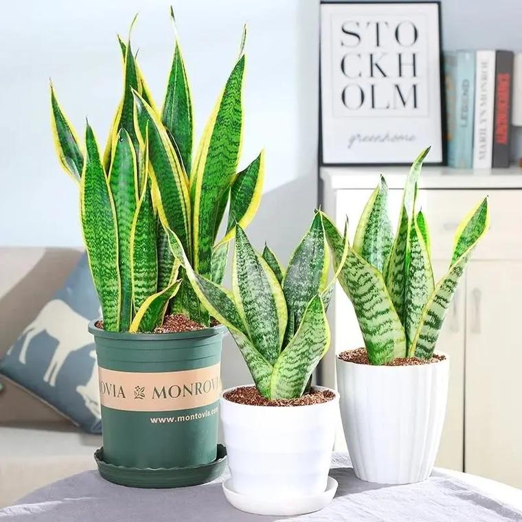 虎皮兰水培不生根？原因在哪？-第2张图片-吾爱花网