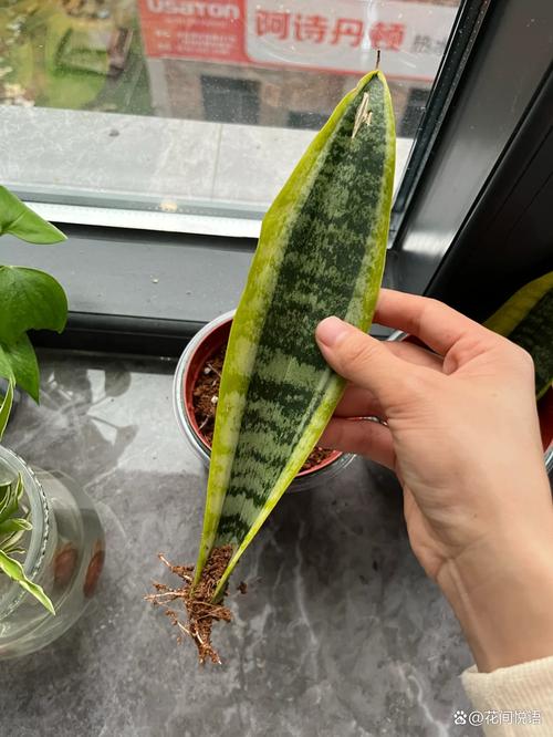 虎皮兰水培不生根？原因在哪？-第3张图片-吾爱花网