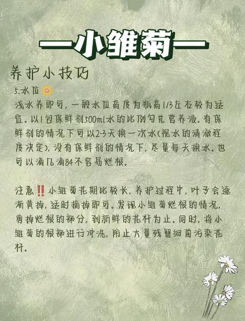 小雏菊盆栽需施肥吗？-第1张图片-吾爱花网