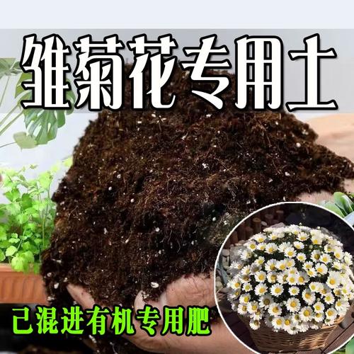 小雏菊盆栽需施肥吗？-第2张图片-吾爱花网