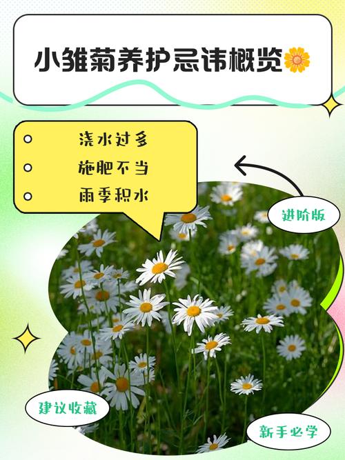 小雏菊盆栽需施肥吗？-第3张图片-吾爱花网