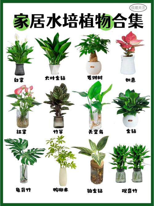 水培植物有哪些?名称图片全在这?-第1张图片-吾爱花网 水培植物有哪些?名称图片全在这?-第1张图片-吾爱花网