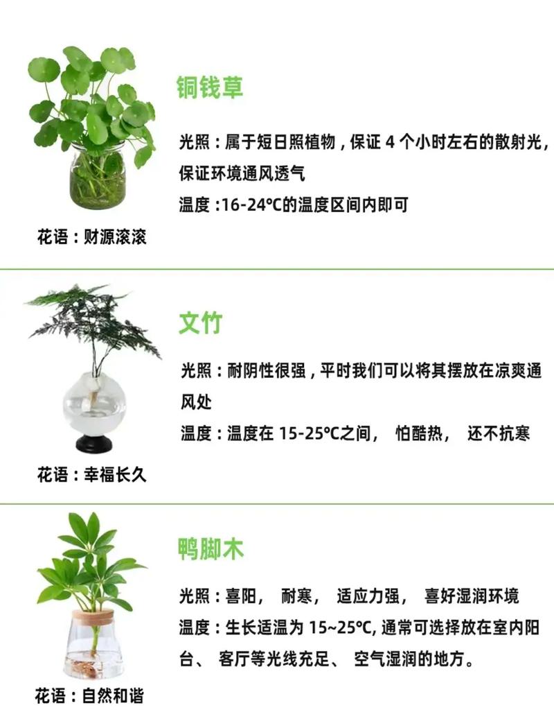 水培植物有哪些?名称图片全在这?-第2张图片-吾爱花网 水培植物有哪些?名称图片全在这?-第2张图片-吾爱花网