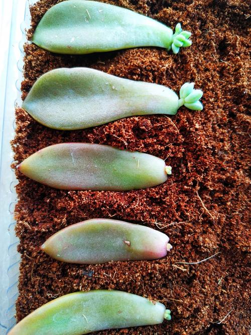 多肉茎侧芽要剪掉吗？怎么处理？-第2张图片-吾爱花网