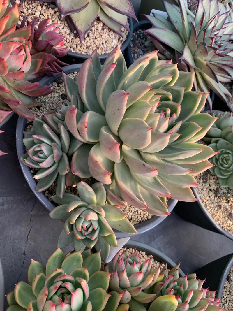 东云多肉开花后要剪花剑吗?-第3张图片-吾爱花网 东云多肉开花后要剪花剑吗?-第3张图片-吾爱花网