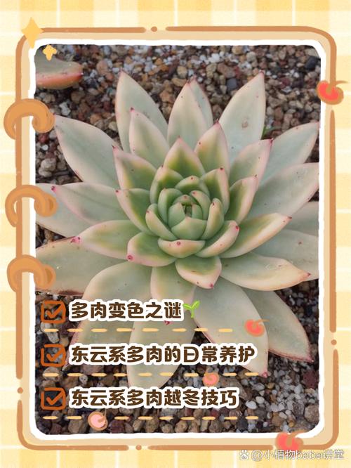 东云多肉开花后要剪花剑吗?-第2张图片-吾爱花网 东云多肉开花后要剪花剑吗?-第2张图片-吾爱花网