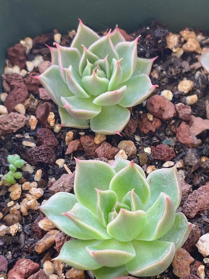 东云多肉开花后要剪花剑吗?-第1张图片-吾爱花网 东云多肉开花后要剪花剑吗?-第1张图片-吾爱花网