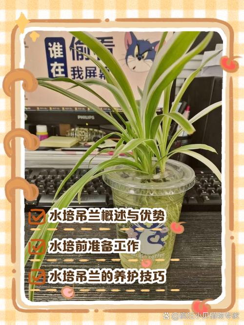 水培吊兰转土培多久能服盆?-第1张图片-吾爱花网 水培吊兰转土培多久能服盆?-第1张图片-吾爱花网