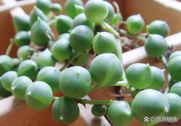 佛珠秋天会开花吗?-第3张图片-吾爱花网 佛珠秋天会开花吗?-第3张图片-吾爱花网