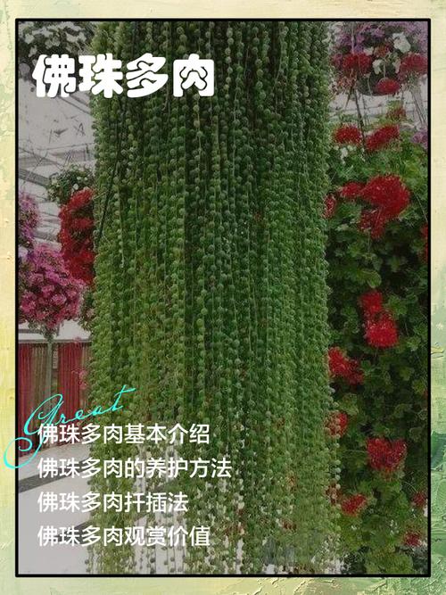 佛珠秋天会开花吗?-第1张图片-吾爱花网 佛珠秋天会开花吗?-第1张图片-吾爱花网