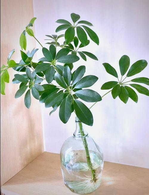 秋季水培植物怎么扦插？-第2张图片-吾爱花网