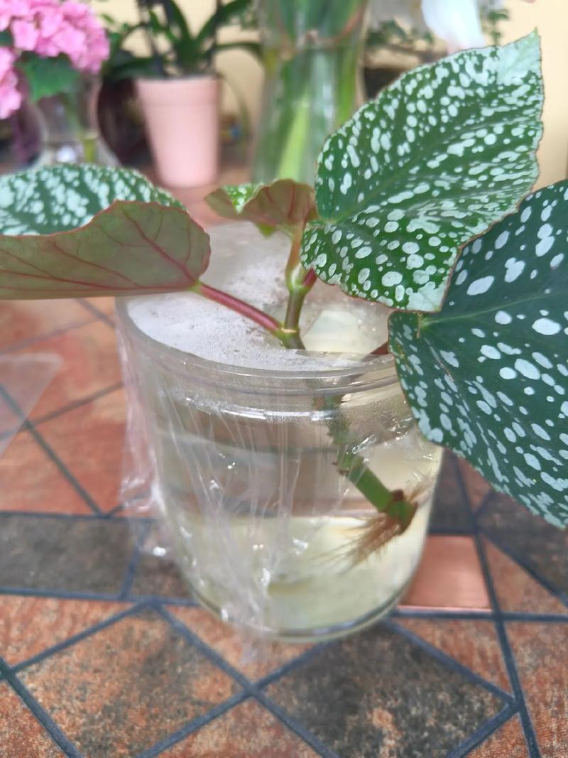 秋季水培植物怎么扦插？-第1张图片-吾爱花网