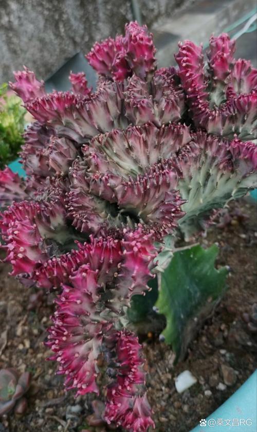 多肉麒麟掌怎么养才好？-第2张图片-吾爱花网