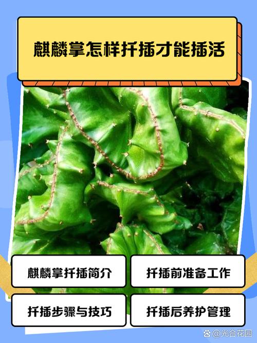 多肉麒麟掌怎么养才好？-第1张图片-吾爱花网