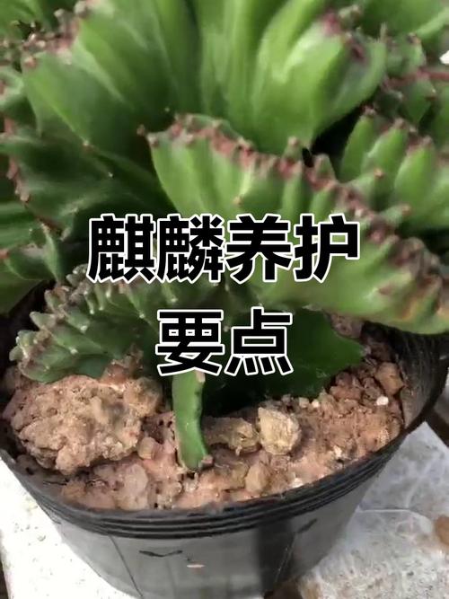 多肉麒麟掌怎么养才好？-第3张图片-吾爱花网