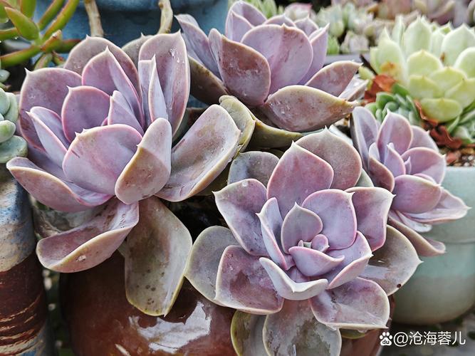 紫珍珠叶片粉没了咋办？-第2张图片-吾爱花网