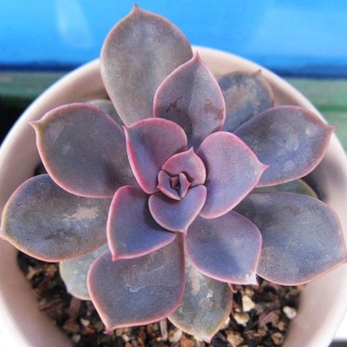 紫珍珠叶片粉没了咋办？-第1张图片-吾爱花网