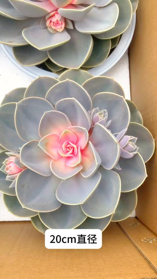 紫珍珠叶片粉没了咋办？-第3张图片-吾爱花网