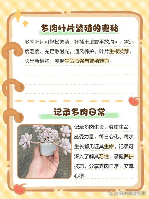 多肉小苗怎么养护？-第1张图片-吾爱花网