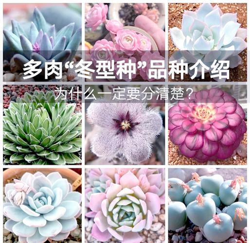 多肉植物有哪些显著特征？-第2张图片-吾爱花网