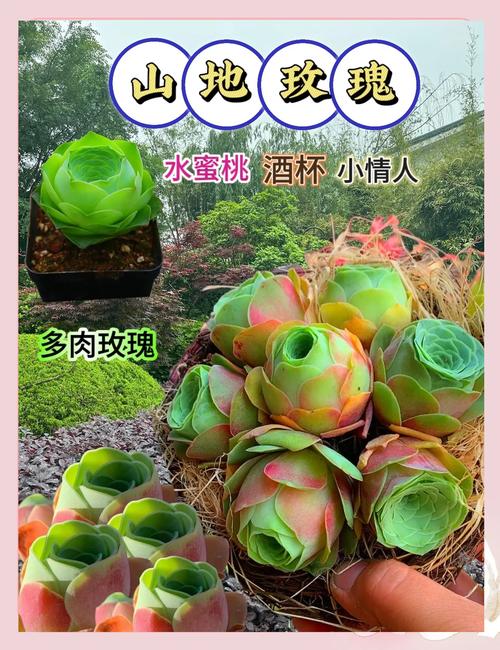 夏天能种多肉玫瑰吗？-第2张图片-吾爱花网