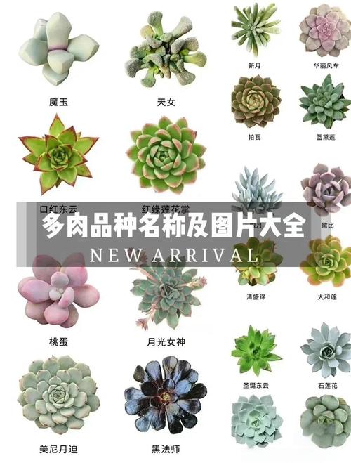 哪些花属于多肉花卉？-第2张图片-吾爱花网