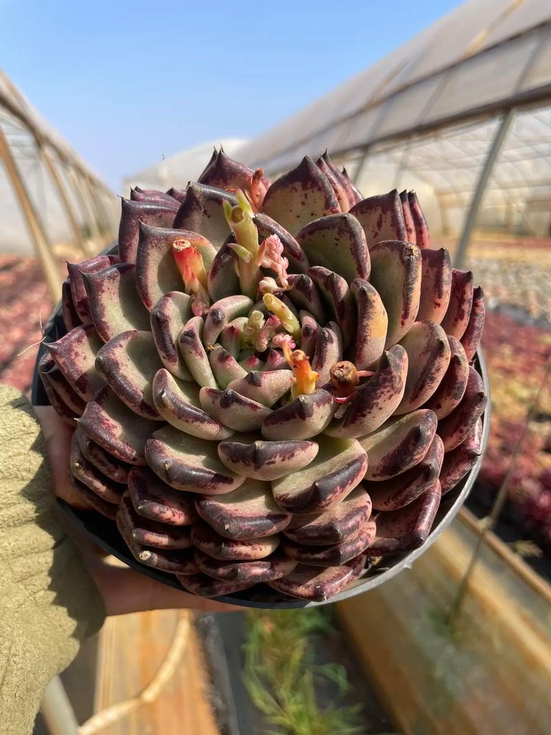 多肉黑爪的原始状态有多独特？-第3张图片-吾爱花网