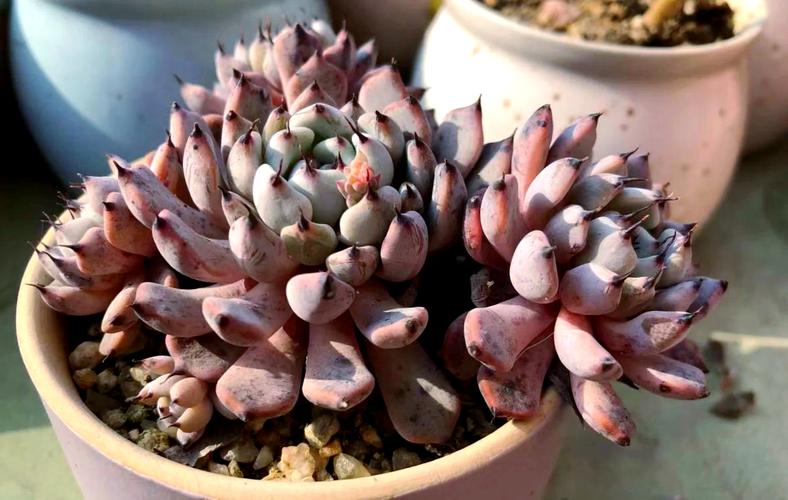 多肉黑爪的原始状态有多独特？-第1张图片-吾爱花网