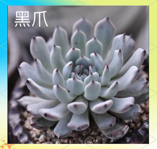 多肉黑爪的原始状态有多独特？-第2张图片-吾爱花网