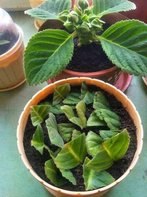 盆栽卷缩枯萎还能救活吗？-第2张图片-吾爱花网