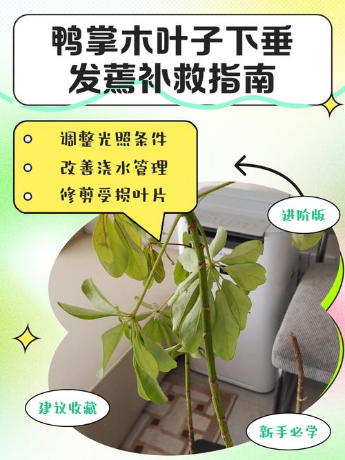 盆栽卷缩枯萎还能救活吗？-第1张图片-吾爱花网