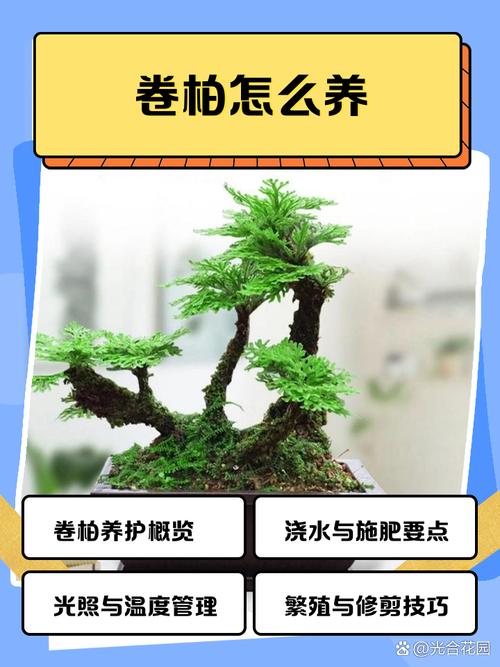 盆栽卷缩枯萎还能救活吗？-第3张图片-吾爱花网