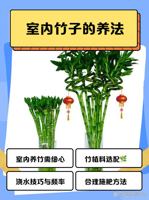 家里盆栽如何养得好？-第1张图片-吾爱花网