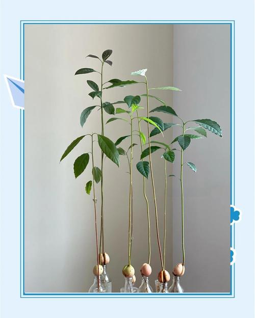 牛油果核种盆栽能结果吗？-第1张图片-吾爱花网