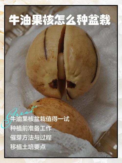 牛油果核种盆栽能结果吗？-第2张图片-吾爱花网