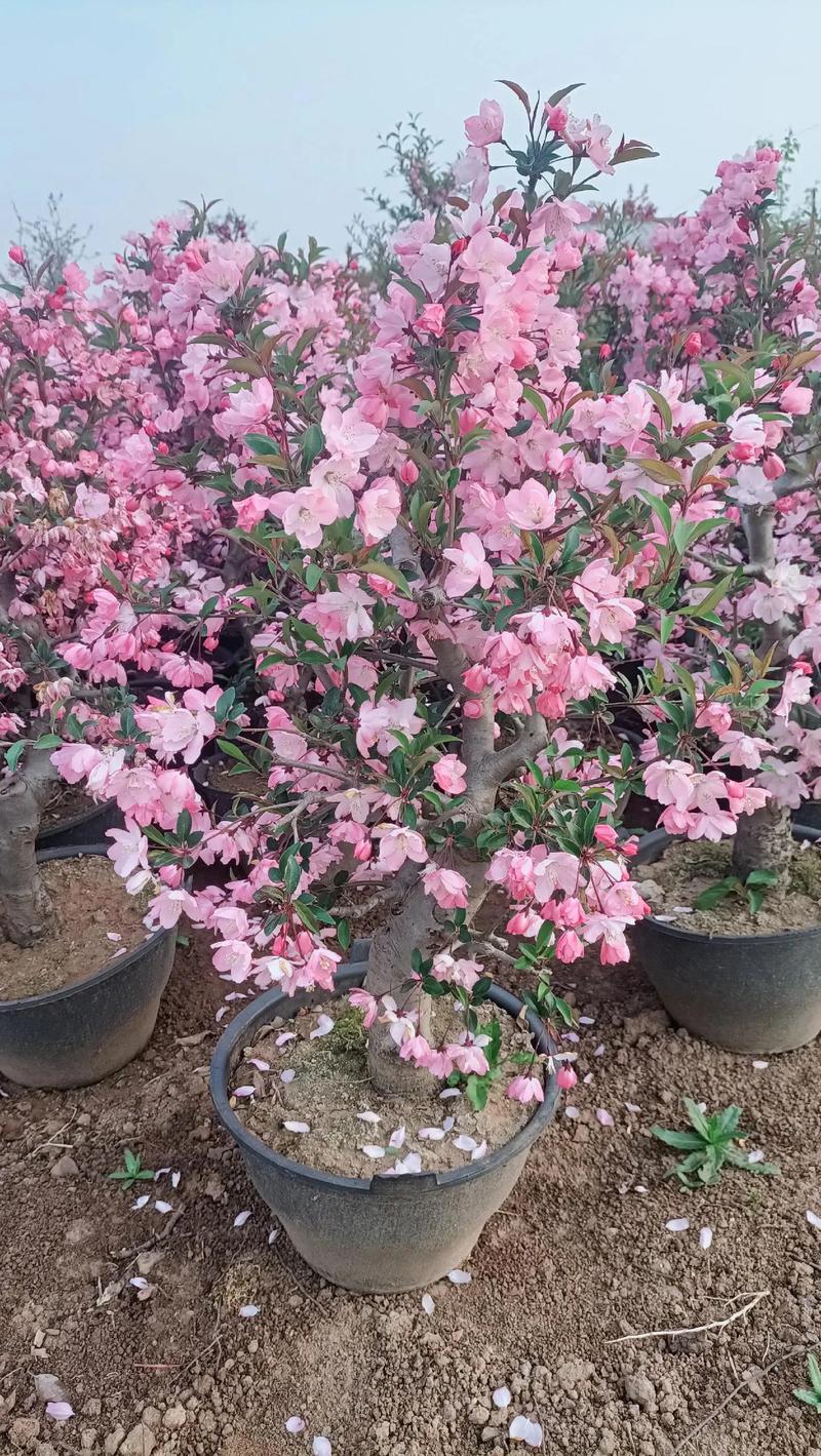 海棠盆栽图片名字有哪些？-第3张图片-吾爱花网