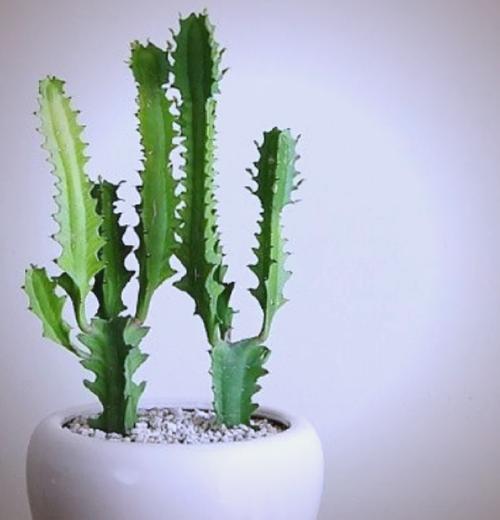 龙骨适合什么花盆栽种更美观？-第2张图片-吾爱花网