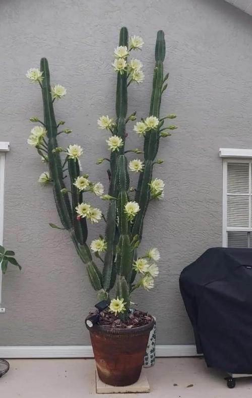 龙骨适合什么花盆栽种更美观？-第1张图片-吾爱花网