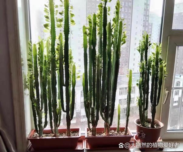 龙骨适合什么花盆栽种更美观？-第3张图片-吾爱花网