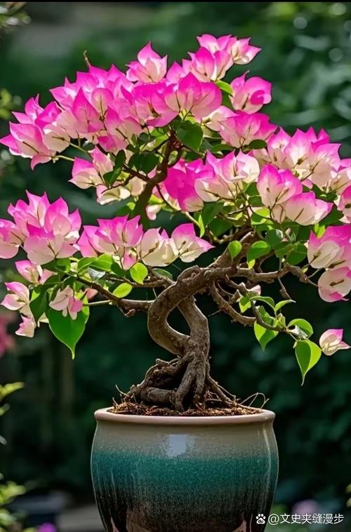 盆栽花儿图片大全有哪些常见品种？-第2张图片-吾爱花网