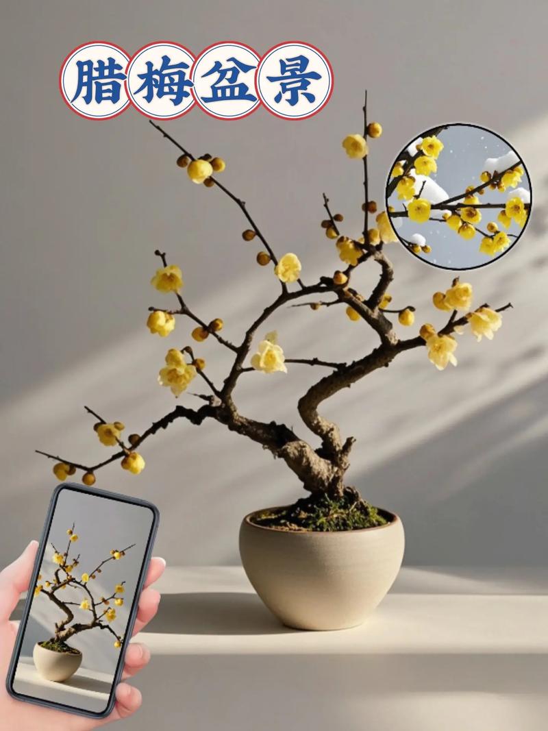 盆栽红梅和腊梅哪个更值得养？-第2张图片-吾爱花网