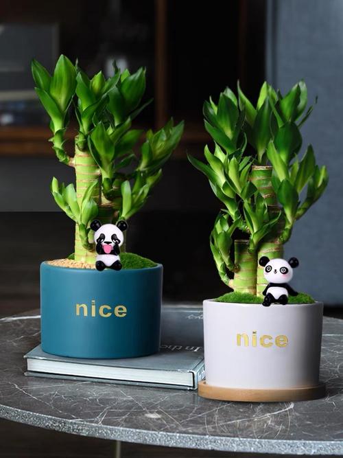 男友送什么盆栽好？选对款送出心意。-第3张图片-吾爱花网