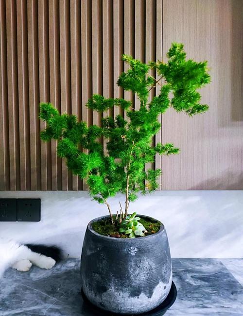 住宅能养松树盆栽吗?-第2张图片-吾爱花网 住宅能养松树盆栽吗?-第2张图片-吾爱花网