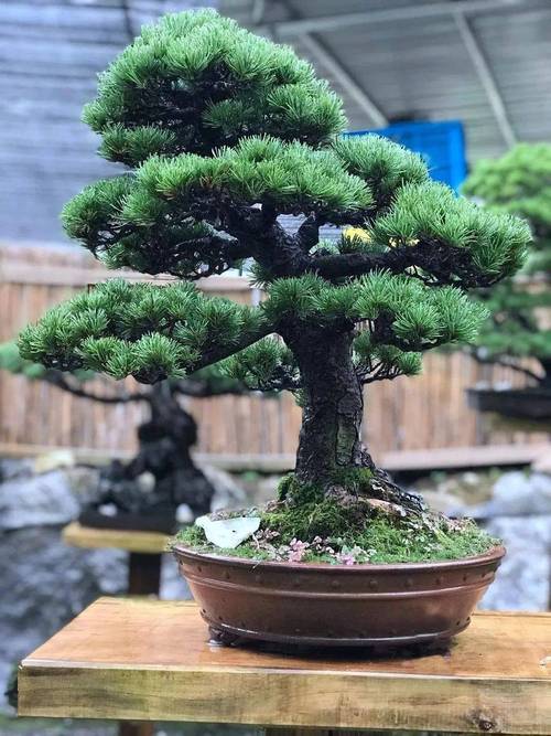 住宅能养松树盆栽吗?-第1张图片-吾爱花网 住宅能养松树盆栽吗?-第1张图片-吾爱花网